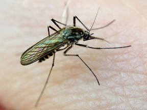 West Nile Virus has surfaced for the first time this year in a batch of mosquitoes collected in Lindsay late last week. (QMI Agency)