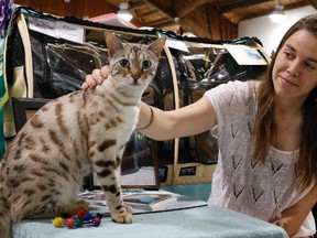 Terin Wright and her bengal cat Theodore qualified for two finals at the Quinte Cat Club's annual Cat Show held in Belleville over the weekend.