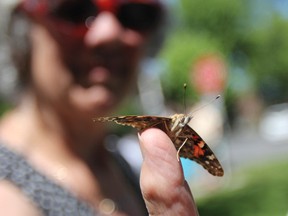 Norma Lalonde released her American Painted Lady but it came back and hung out on her finger before flittering away, during the Wings of Serenity butterfly release ceremony and fundraiser held in Hospice Garden in City Park on Saturday. Julia McKay/Kingston Whig-Standard