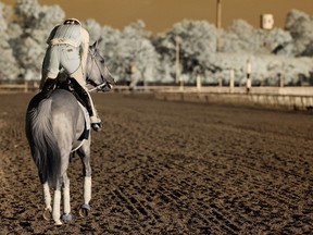 Kentucky Derby and Preakness winner California Chrome, with exercise rider Willie Delgado, walks on the main track at Belmont Park in Elmont, 
New York. (AFP)