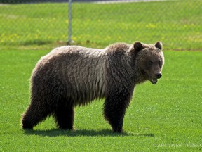 A wandering bear has residents in Banff a little more cautious in the tonwsite.
Photo courtesy Alex Taylor/Parks Canada