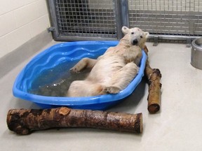 A colder-than-average summer? Aurora and the Zoo's other polar bears will take it.