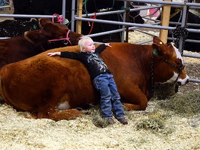 Isabella Mackenzie, 3, takes a load off during the local 4-H Beef and Swine Club's Achievement Day on Monday, May 26, 2014,  by lounging against the 1400-pound steer Redman. John Stoesser photo/QMI Agency