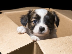 A puppy is pictured in this file photo. A Sarnia, Ont., man has been convicted of failing to provide adequate food, water and shelter after a dog and puppies were left outside without food during sub-zero temperatures. (Fotolia)