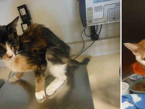The Ottawa Humane Society has laid charges after cats Mango and Tango arrived at its office emaciated and covered in fleas. (Ottawa Humane Society submitted images)