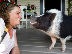 Michelle Kropp talks to her pot-bellied pig Eli on the front porch of her home in Sherwood Park Alta., on Tuesday June 3, 2014. The family may have to give up Eli following a bylaw complaint. David Bloom/Edmonton Sun/QMI Agency