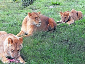 Wake up the Wild visitors at African Lion Safari can see lions devouring their morning feast. (Handout)