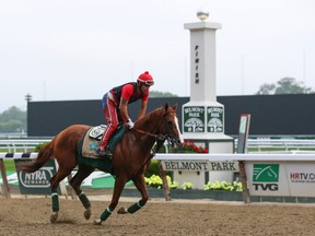 California Chrome, ridden by exercise rider Willie Delgado, passes the finish line as they jog the track Wednesday during workouts in preparation for the Belmont Stakes at Belmont Park.  (Anthony Gruppuso/USA TODAY Sports)
