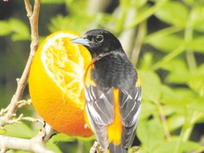 Enticing birds with bird feeders or with oranges for Baltimore orioles is the quickest way to attract backyard birds. Gardening with native plants is the best longer-term approach. (Paul Nicholson/Special to QMI Agency)