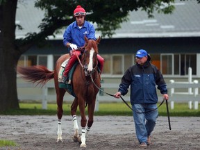 Rob Carr/Getty Images
On a muddy day at Belmont Park, California Chrome is taken out for a practice run on Thursday. (GETTY IMAGES/PHOTO)