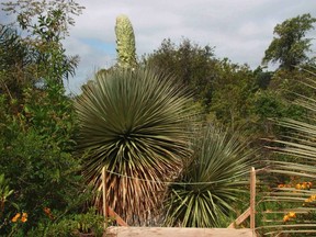 Puya raimondii, a flowering plant also known as the Queen of the Andes, is shown on display at the University of California Botanical Garden in Berkeley, in this handout picture released to Reuters on June 5, 2014. Visitors to the garden now have the chance to see the large, exotic plant showing off its once-in-a-century blossoming.
REUTERS/Paul Licht/UC Botanical Gardens at Berkeley/Handout via Reuters