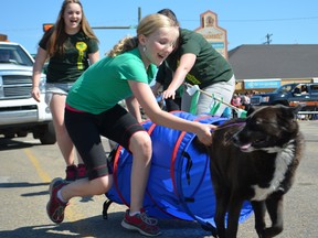 The streets of Stony Plain were lined with observers as the community came out to watch and support the Farmers’ Days Rodeo and Exhibition’s parade on May 31. Here, the Lakemere 4-H Club and their furry friends show off their skills. - Thomas Miller, Reporter/Examiner