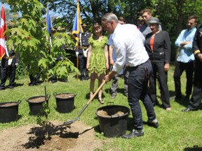 Colin Cripps of Blue Rodeo helps plant a sapling at a ceremony for the Maple Leaf Forever tree.
