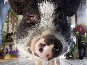 Pot-bellied pig Eli on the front porch of his home in Sherwood Park Alta., on Tuesday June 3, 2014. Eli's family may have to give him up following a bylaw complaint. David Bloom/Edmonton Sun/QMI Agency