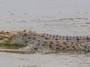 A saltwater crocodile. (Fotolia)
