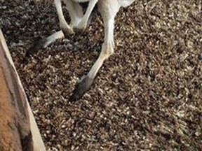 Mirka, a female kangaroo from Ontario, hopped to freedom Sunday evening from the farm where it was kept.
(Facebook photo)