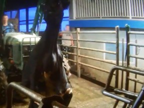 A cow is pictured being carried by a tractor with a chain around its neck in this screengrab from a Mercy For Animals Canada video.