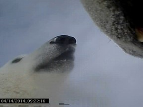 The U.S. Geological Survey has released a video of footage shot using cameras on collars put on four polar bears in Alaska in April. (Photo: USGS/Handout/QMI Agency)