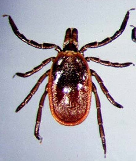 Take precautions to guard against Lyme disease from tick bites Lambton