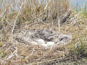 The eggs of most waterfowl are white. This nest contains a clutch of Canada goose eggs. (Paul Nicolson, Special to QMI Agency)