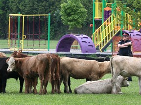 Owen Sound Police Services Const. Virginia McLeod keeps a close guard on beef calves grazing in the Hillcrest Elementary School playground on June 11, 2014. (James Masters/QMI Agency)