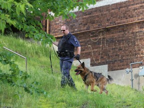 Gino Donato/The Sudbury Star
A Greater Sudbury Police canine unit officer and dog search for a weapon that was used in a stabbing on Loyd Street on Thursday evening.