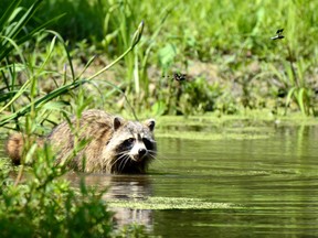 nature photo racoon
