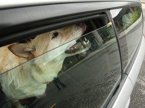 Friday, June 13, 2014 Ottawa -- Ottawa Humane Society are concerned about a spike in calls related to dogs left in hot cars this year. Since April 1, investigators have responded to 97 calls — 16 more than during the same period last year.DOUG HEMPSTEAD/Ottawa Sun photo illustration/QMI AGENCY