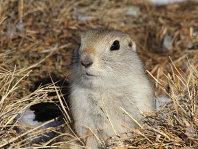 According to a city spokeswoman, the program has been going on for decades in areas where the public or employees inform them of an infestation, generally from Richardson ground squirrels commonly known as gophers.