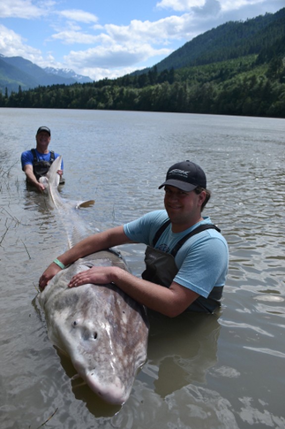 Father and son hook giant 800 lb sturgeon in B.C. Toronto Sun