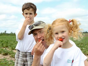 This year's Ontario strawberry season may be getting a late start, but it will be just as sweet, according to Kenneth Paul, centre, with his children, Grant and Lilly, at their farm, Fruition Berry Farm on Saturday. (Julia McKay/The Whig-Standard)