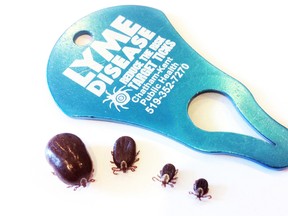 Deer ticks, which carry Lyme disease, are often found once they are engorge, far left, but they most often latch on to their host when they are smaller-sized adults. Chatham-Kent had four reported cases of Lyme disease in 2013. One way to remove a tick is to use a tick removal key. Diana Martin/Chatham Daily News/QMI Agency file photo