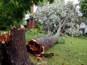 Fire crews were busy Tuesday evening as storms pummeled Belleville causing branches – here an entire tree – to fall on homes and power lines throughout the city. No one was injured at this Albert Street home. 
Emily Mountney/The Intelligencer