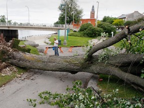 A pedestrian snaps a quick cellphone photo of this massive old tree along the Waterfront Trail near downtown Belleville, Ont. Wednesday morning, June 18, 2014, just north of Victoria Harbour, a few hours after it was uprooted by stormy weather Tuesday evening, June 17, 2014. - JEROME LESSARD/THE INTELLIGENCER/QMI AGENCY
