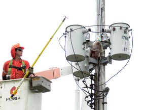 A worker checks a raccoon with a peanut butter jar stuck on its head from the top of a hydro transformer pole Wednesday just north of the Peace Bridge in Fort Erie.