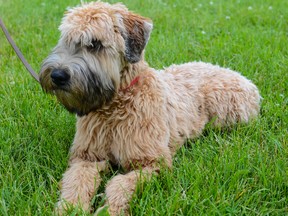 Barley, a wheaten terrier, lies down in Douglas Fluhrer Park. (Alex Pickering/For The Whig-Standard)