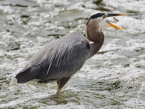 A great blue heron feeds on small fish in the Thames Rivers at the base of the falls at Richmond St. and Carfrae Cres. (DEREK RUTTAN/ The London Free Press)