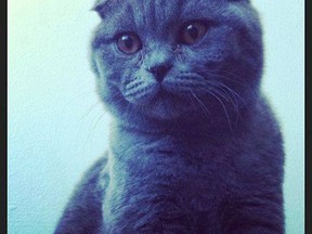 Chester, a seven-month-old Scottish Fold kitten, was trapped by staff at Montreal's Trudeau airport on Wednesday, June 18, 2014, after the cat broke free of its cage on May 21 ahead of an Air Canada flight. (Photo: Facebook/QMI Agency)