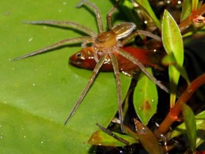 Fishing spider Dolomedes facetus captured fish (genus Xiphophorus) in garden pond near Brisbane, Queensland, Australia. (Photo: Peter Liley, Queensland/Handout/PLOS ONE/QMI Agency)
