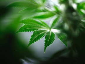 Marijuana plant leaf.

REUTERS/Blair Gable