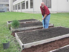 Chatham-Kent Community Gardens volunteer coordinator Derwyn Armstrong works on a bed behind the public health unit office on Grand Avenue.