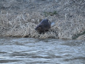 A beaver is pictured on the shoreline of Bear Creek in Grande Prairie, Alta., in this April 12, 2014 file photo. (JESSE THOMAS/QMI Agency)