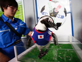 A two-year-old African penguin named Aochan, wearing Japan's soccer kit, prepares to make a prediction on the result of Japan's World Cup match against the Ivory Coast at Shinagawa Aqua Stadium in Tokyo, June 13, 2014. (ISSEI KATO/Reuters)