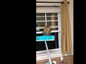 How to get rid of an owl in your home using a Swiffer.
(Screenshot from YouTube)