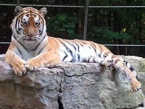 Sassy, a Siberian (Amur) Tiger, at Safari Niagara in Stevensville, passed away Thursday June 19, 2014. She had been battling age related illnesses.
SUBMITTED PHOTO/QMI AGENCY