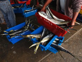 A fisherman carries a crate of mahi-mahi fish.

REUTERS/Mariana Bazo