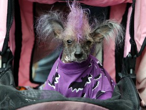 A dog enjoys a ride in stroller at Toronto's Woofstock in this June 8, 2013 file photo. (Veronica Henri/QMI Agency)