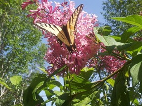Shauna Murphy of Sudbury is this week's Sudbury Star Outdoors Photo Contest winner. "Enclosed is a picture of a Swallowtail Butterfly I took at the camp over the weekend," Murphy wrote. "The butterflies are plentiful, beautiful and so colorful this year." She wins two IMAX passes. Send your contest entries to sud.outdoors@sunmedia.ca.
