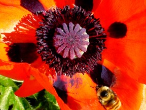 A  bumble bee comes in for a landing on a blooming poppy to collect pollen in Edmonton Alta., on Sunday 14,  2014.Tom Braid/Edmonton Sun/QMI Agency