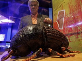 One big bad bug! Minister of Environment and Sustainable Resource Development Robin Campbell is seen with a 400 times pine beetle model at an announcement of pine beetle populations for the province of Alberta at Telus World of Science Edmonton in Edmonton, Alta., on Wednesday, June 18, 2014. Both good and bad news were announced in the fight against the voracious insect. Ian Kucerak/Edmonton Sun/QMI Agency